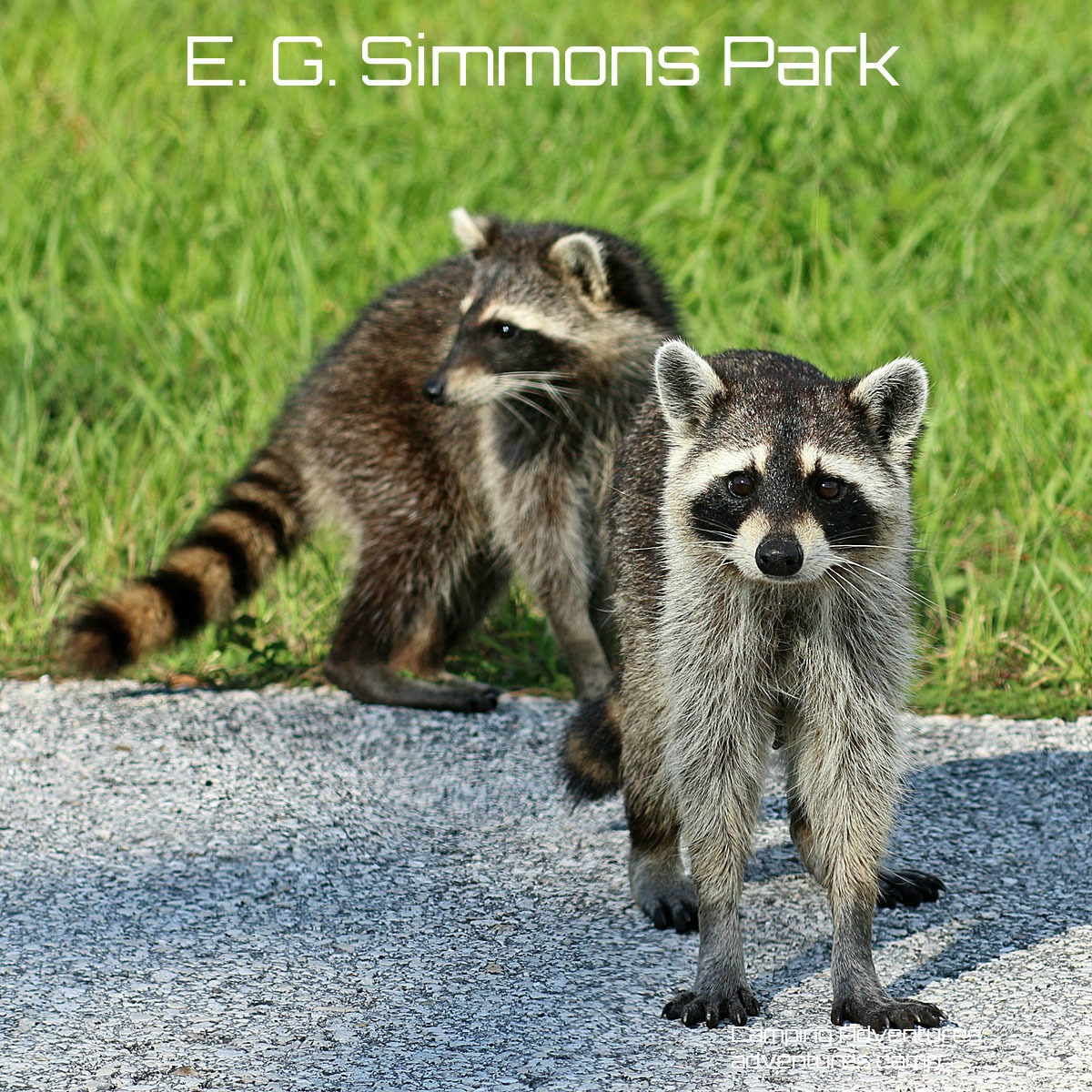 E. G. Simmons Park, Ruskin, FL.