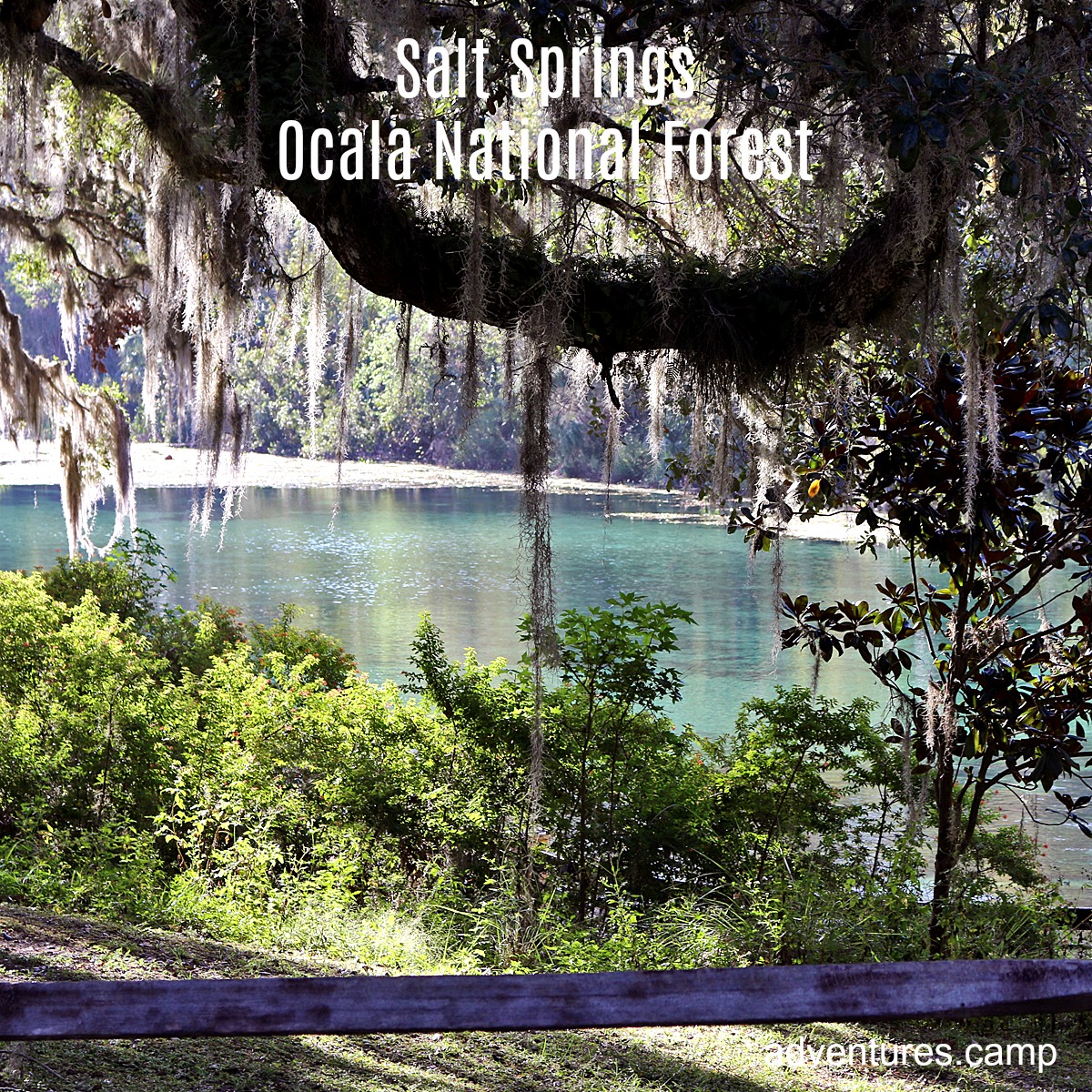 Salt Springs Ocala National Forest