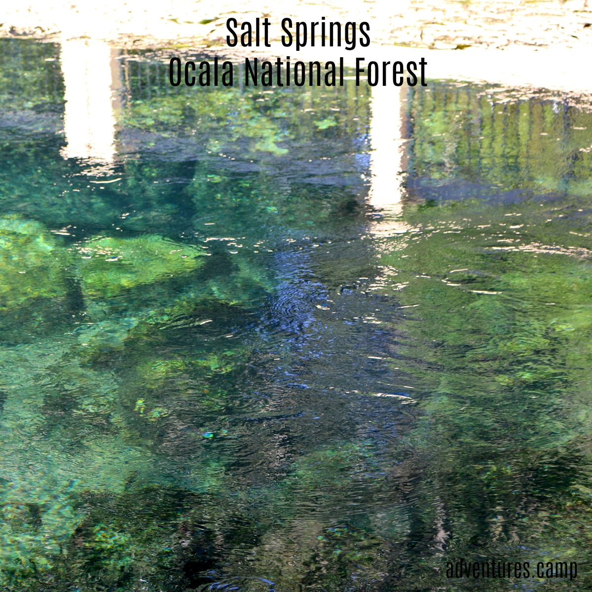 Salt Springs Ocala National Forest