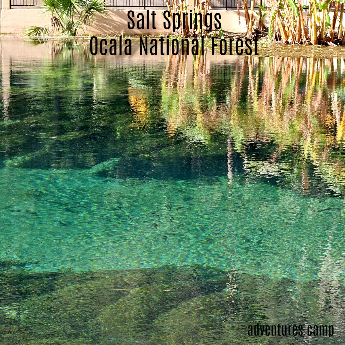 Salt Springs Ocala National Forest