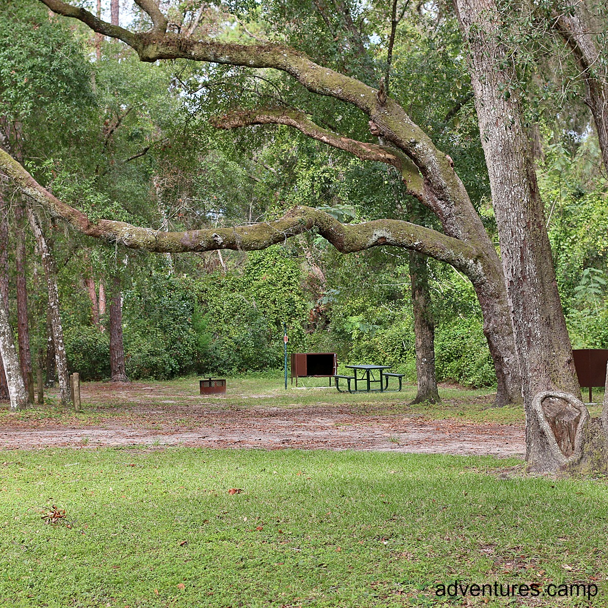 Salt Springs Ocala National Forest